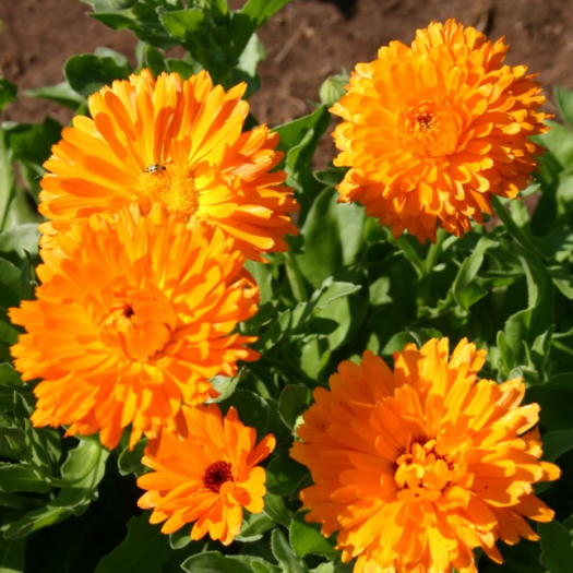 calendula-life-do-grow-farm